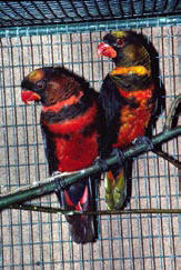 Vitryggad lori Pseudeos fuscata är en, för en papegoja, mycket ovanligt färgad lori från Nya Guinea. Den är högljudd och mindre av de större lorierna.